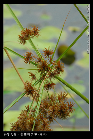 135_4717198f06874.jpg 320X480 px