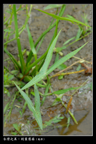 135_471719d003fa6.jpg 320X480 px