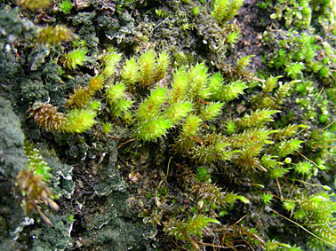75_446b25314e7d2.jpg 378X283 px