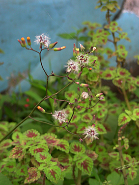 75_446b259aa50ea.jpg 283X378 px