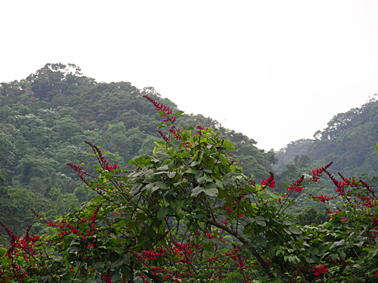75_446b25a9049b2.jpg 378X283 px