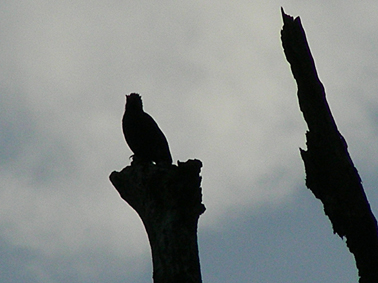 75_446b25b6d5323.jpg 378X283 px