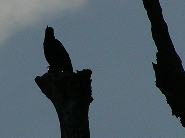 75_446b25de6d380.jpg 378X283 px