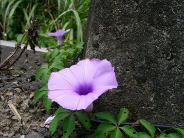 75_44c4ebd0a786c.jpg 378X283 px