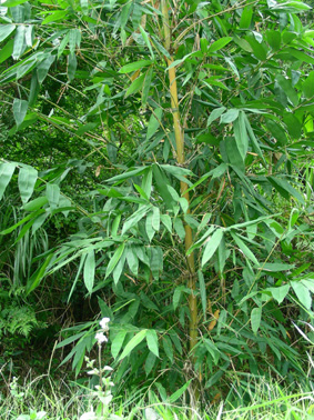 75_44c4ebe707114.jpg 283X378 px