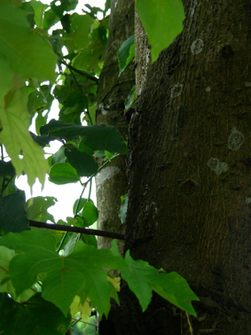 75_44c4ecc2488e0.jpg 283X378 px