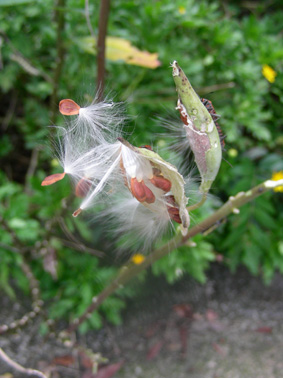 75_44c60e855268b.jpg 283X378 px