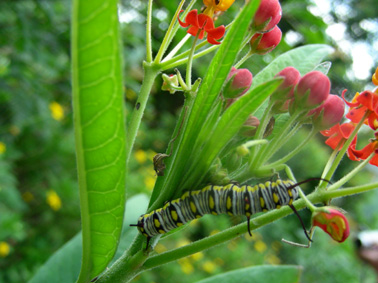 75_44c60eac8fd9b.jpg 378X283 px