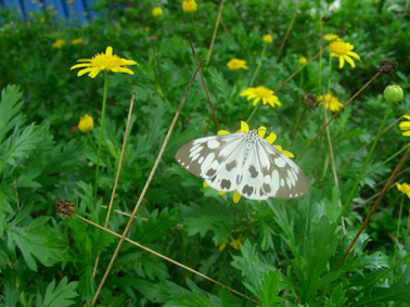 75_44c60f5450234.jpg 378X283 px