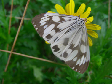 75_44c60f69b4312.jpg 378X283 px